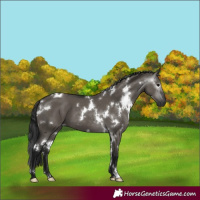 Horse Color:Gray White Spotted Grullo 
