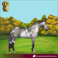 Horse Color:Gray White Spotted Grullo 