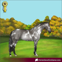 Horse Color:Gray White Spotted Grullo 