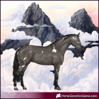 Horse Color:Gray White Spotted Grullo Rabicano