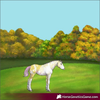 Horse Color:Watercolor White Spotted Liver Chestnut Sabino 