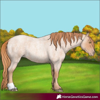 Horse Color:Gold Champagne Roan 