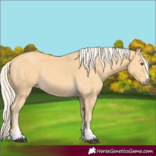Horse Color:Palomino