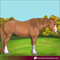 Horse Color:Chestnut 