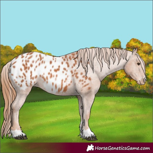 Horse Color:Chestnut Appaloosa 