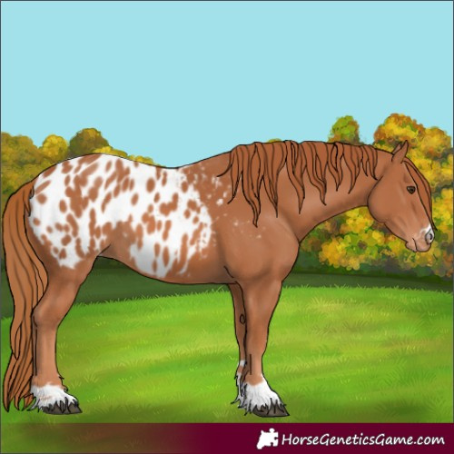 Horse Color:Chestnut Appaloosa 
