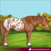 Horse Color:Chestnut Appaloosa 