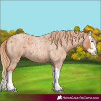 Horse Color:Red Roan Splash 