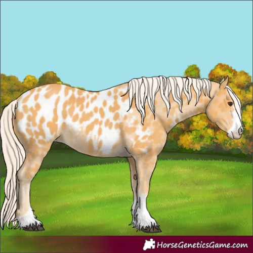 Horse Color:Palomino Appaloosa 