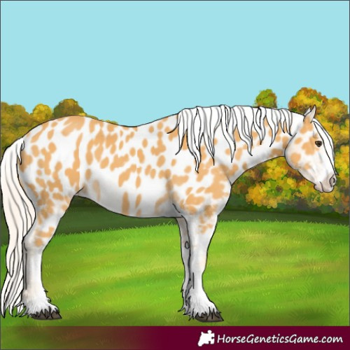 Horse Color:Palomino Appaloosa 