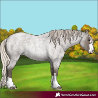 Horse Color:Silver Blue Roan Rabicano 