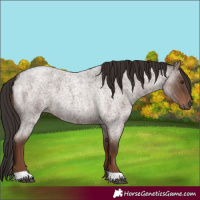 Horse Color:Liver Red Roan 