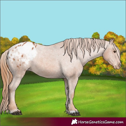 Horse Color:Chestnut Varnish