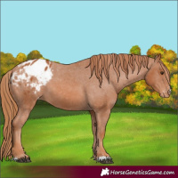 Horse Color:Chestnut Appaloosa
