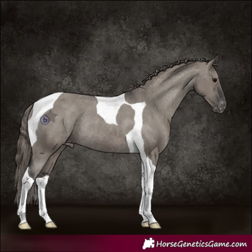 Horse Color:Grullo Tobiano Appaloosa Rabicano