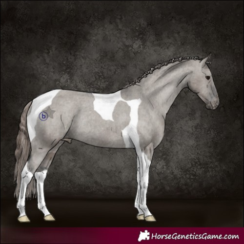 Horse Color:Grullo Tobiano Varnish Rabicano 