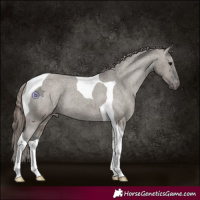 Horse Color:Grullo Tobiano Appaloosa Rabicano