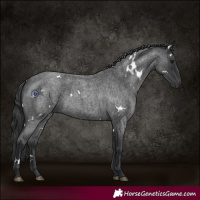 Horse Color:White Spotted Blue Roan Rabicano