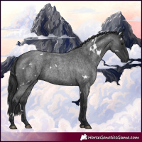 Horse Color:White Spotted Blue Roan Rabicano