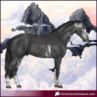 Horse Color:Gray Black Sabino