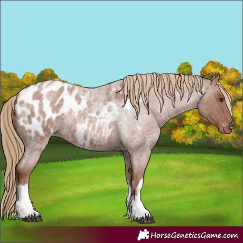 Horse Color:White Spotted Red Roan Blanket