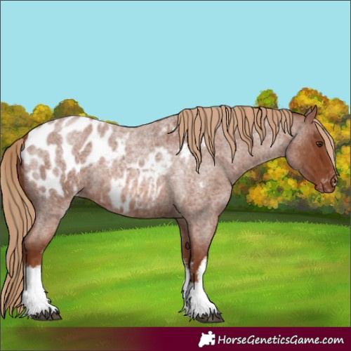 Horse Color:White Spotted Red Roan Appaloosa 