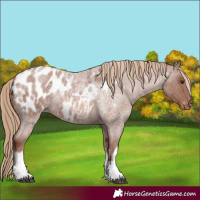 Horse Color:White Spotted Red Roan Blanket