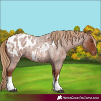 Horse Color:White Spotted Red Roan Appaloosa