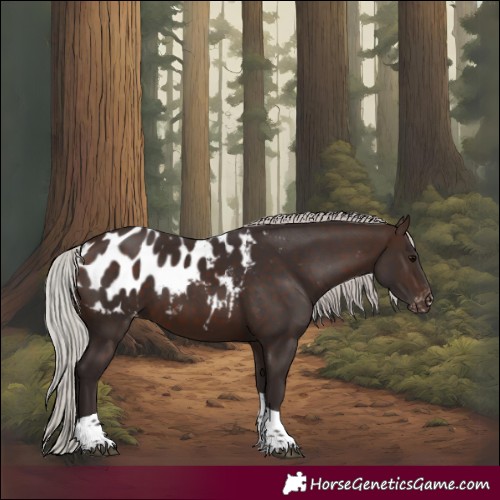 Horse Color:Silver Brown Tobiano Appaloosa