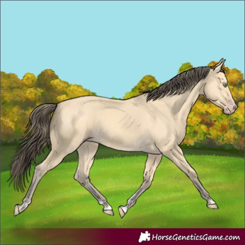Horse Color:Amber Cream Champagne Rabicano