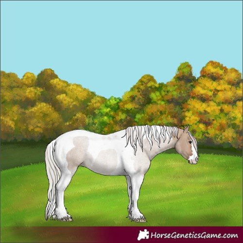 Horse Color:Silver Brown Dun Tobiano 