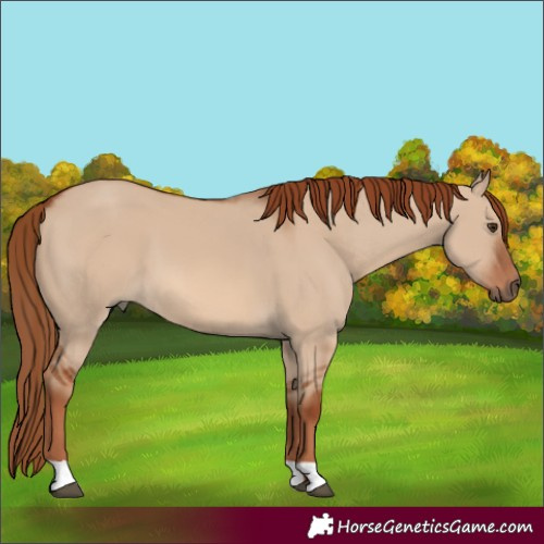 Horse Color:Red Dun 