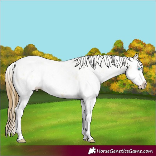 Horse Color:White Spotted Buckskin Dun Splash Blanket 