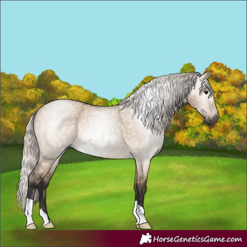 Horse Color:Gray Silver Bay Roan Dun 