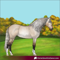 Horse Color:Gray Silver Bay Roan Dun