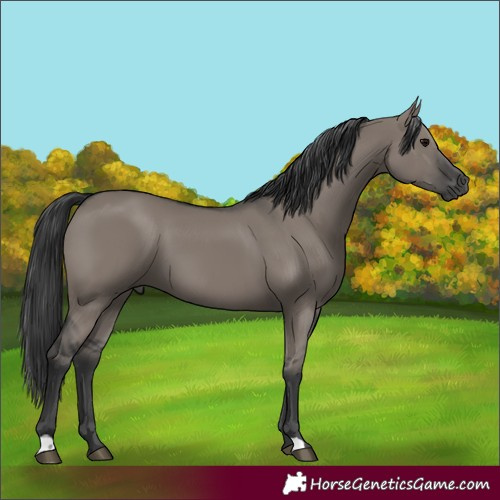 Horse Color:Grullo 