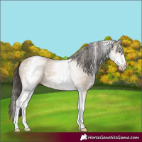 Horse Color:White Spotted Classic Champagne Dun 