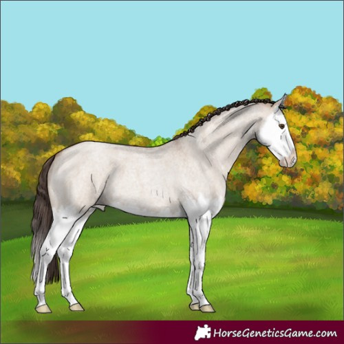 Horse Color:Classic Champagne Roan Dun Splash 