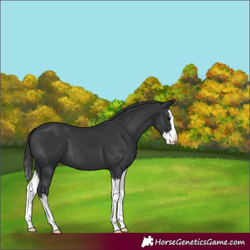 Horse Color:Black Splash 