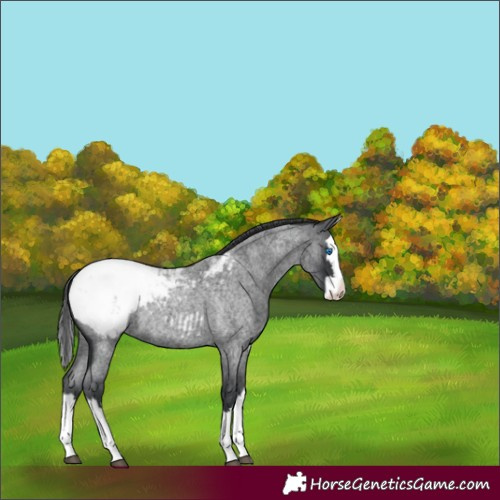 Horse Color:Blue Roan Splash Appaloosa