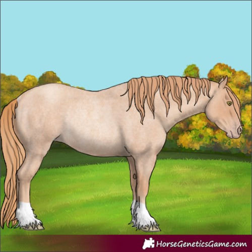 Horse Color:Gold Champagne Roan Rabicano 