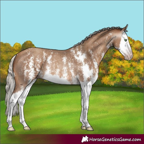 Horse Color:Gray Silver Amber Champagne Sabino Splash Rabicano 