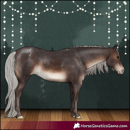 Horse Color:Silver Brown Appaloosa Rabicano 