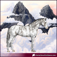 Horse Color:Grullo Sabino Splash Appaloosa Rabicano
