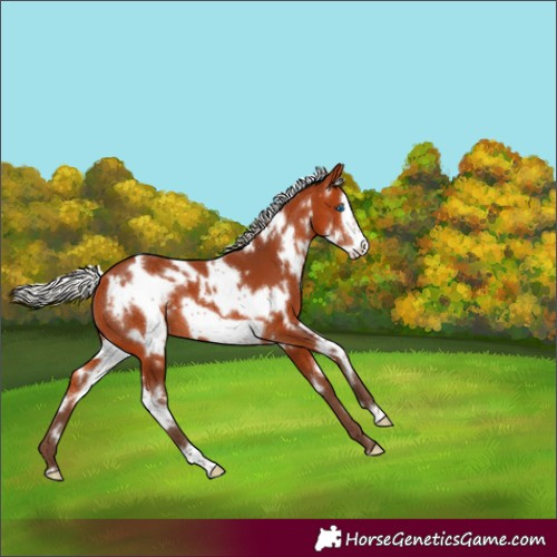 Horse Color:White Spotted Silver Bay Frame 
