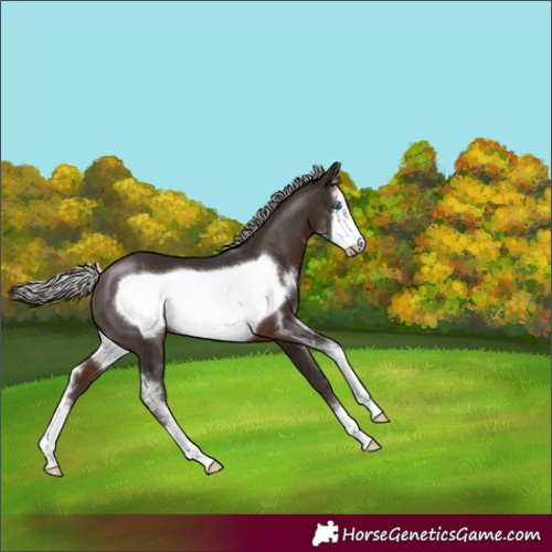 Horse Color:Silver Brown Sabino Frame 