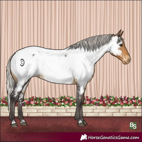 Horse Color:Silver Buckskin Appaloosa Rabicano 