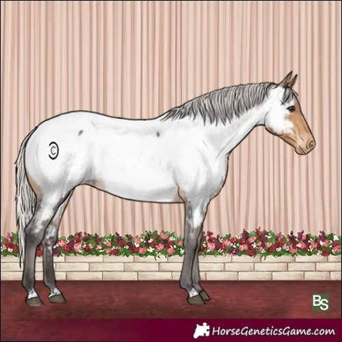 Horse Color:Silver Buckskin Appaloosa Rabicano 