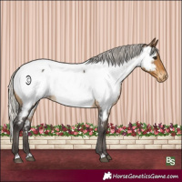 Horse Color:Silver Buckskin Appaloosa Rabicano 