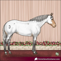Horse Color:Silver Buckskin Appaloosa Rabicano